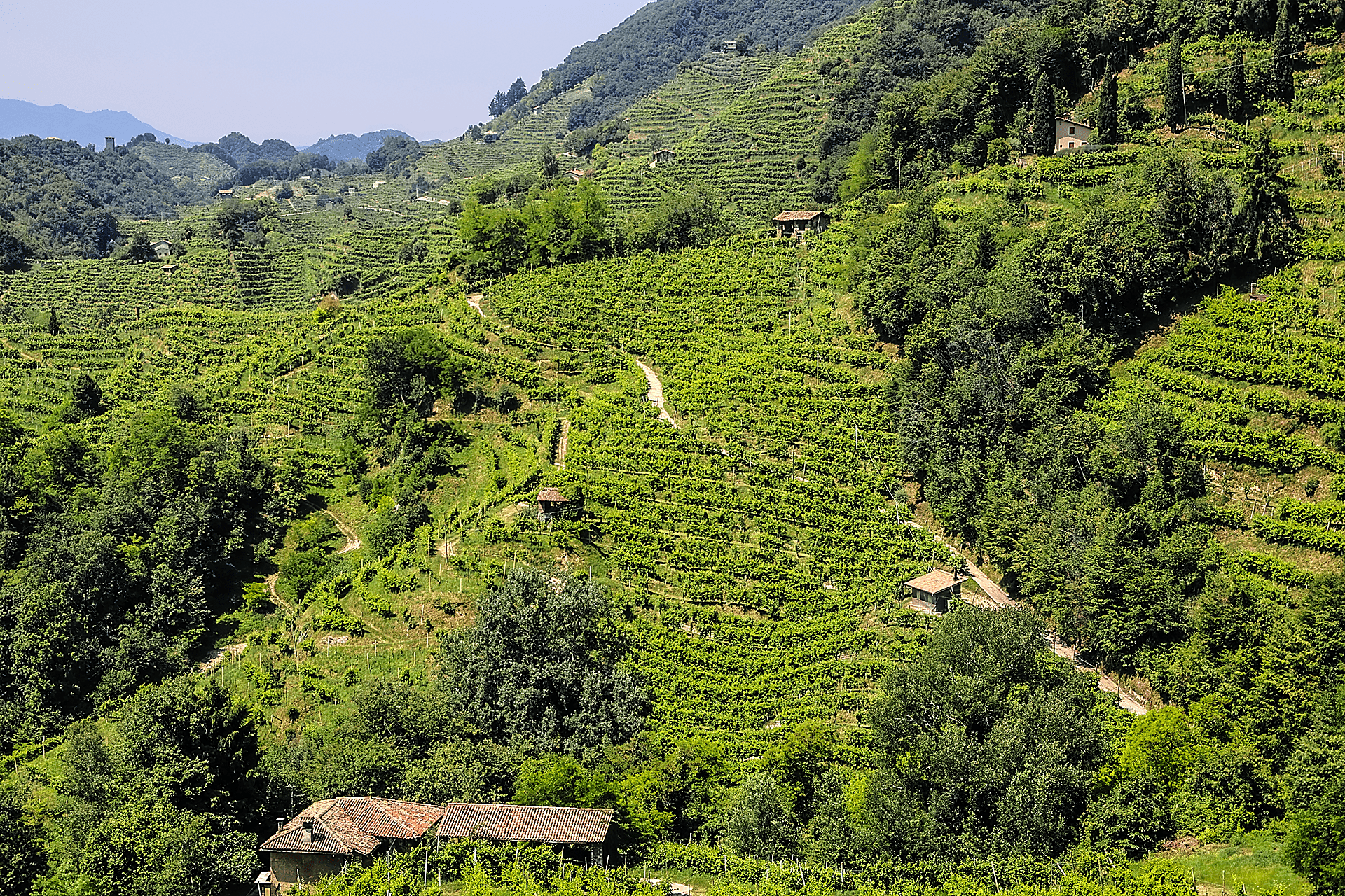 Prosecco Vineyards in Conegliano