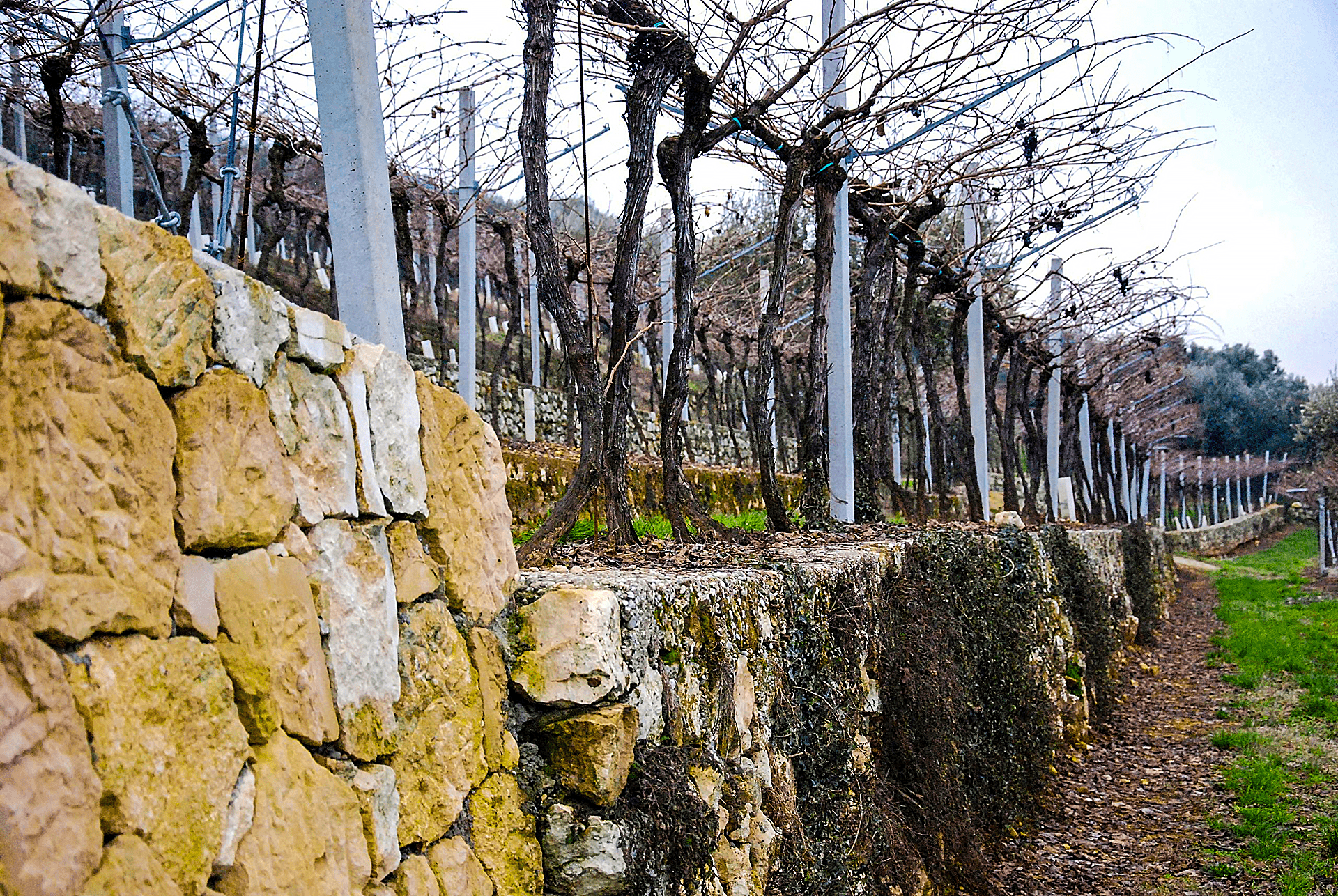 Stone Walls in Valpolicella Vineyards